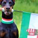 Hund auf Ungarisch